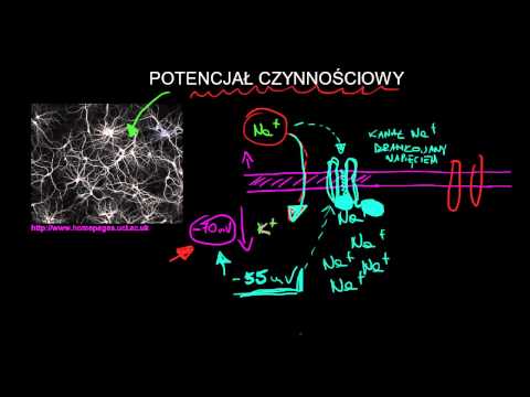 Wideo: Różnica Między Potencjałem Spoczynkowym A Potencjałem Działania