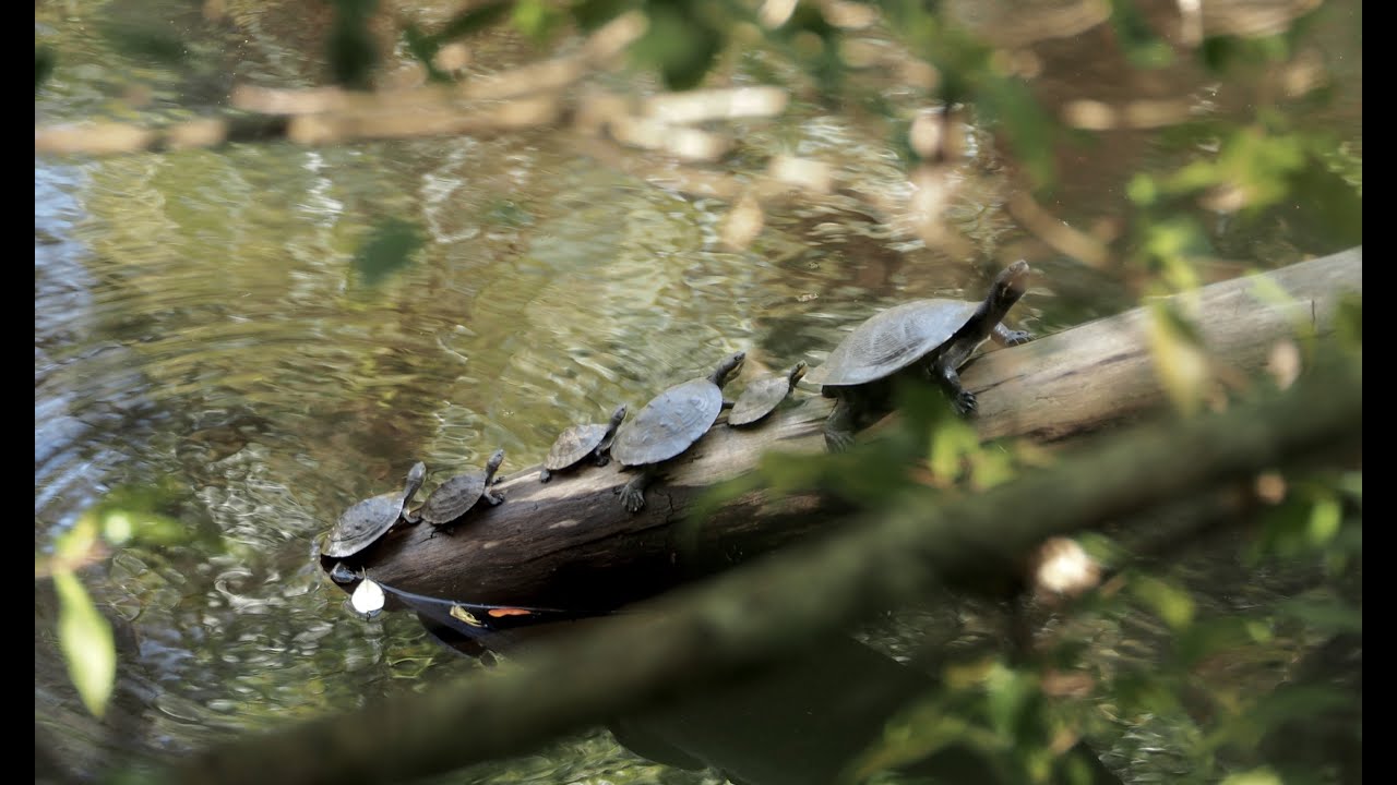 Lady Carrington Drive - Royal National Park