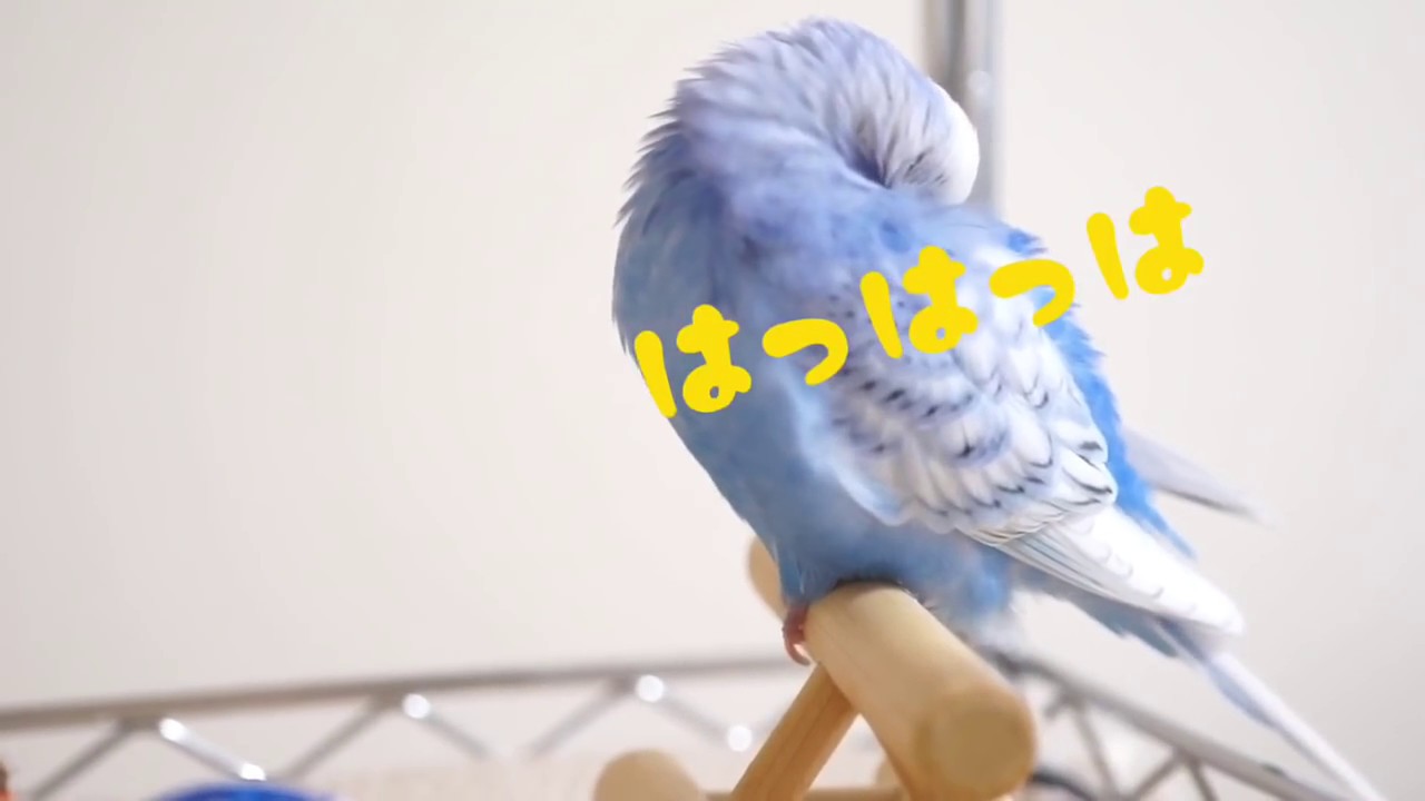 Vol 134 大きな寝言を言うインコ お喋りインコのサクちゃん Youtube