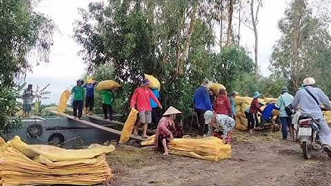 công đoàn vác lúa ăn tấn một tấn 50 đ