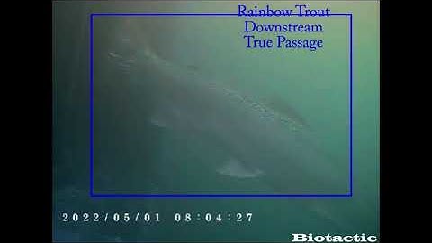 Introducing the BRAIN- Artificial Intelligence fish counter