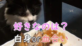 猫の好きな食べ物 Youtube