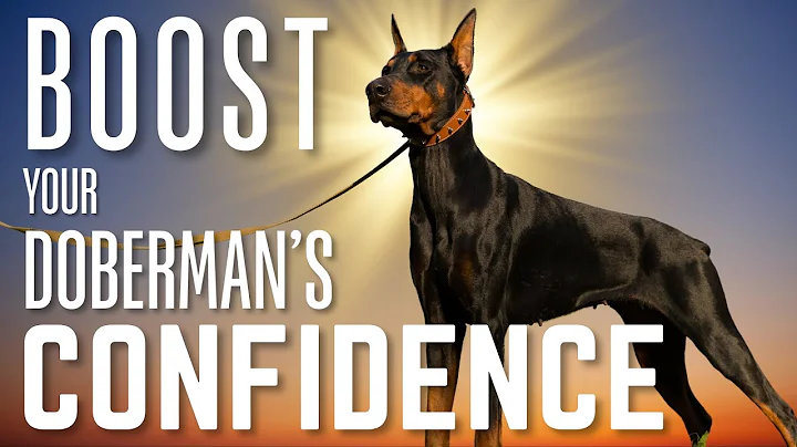 Raise a Bulletproof Doberman: 7 Confidence Exercises That Work