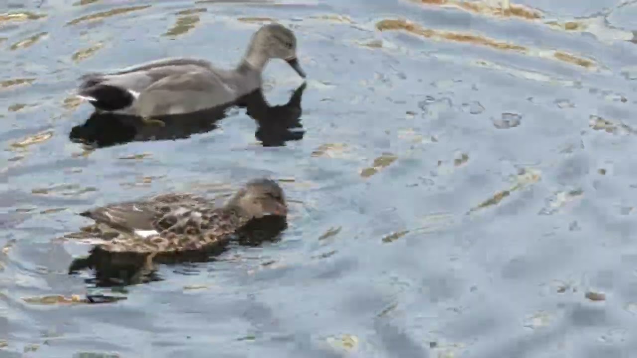 2026.2.9~15 最近は川に行くことが多いです。たくさんのかもがみられます。