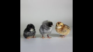 Famous Olive Egger Chick Hatching Wealth