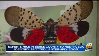 Experts help public identify spotted lanternfly eggs