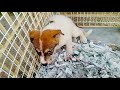 Rescued a 2-3 month old puppy today. Welcome to a new beginning. / 【保護】檻にいた生後2〜3ヶ月の男の子を保護しました。 野良犬