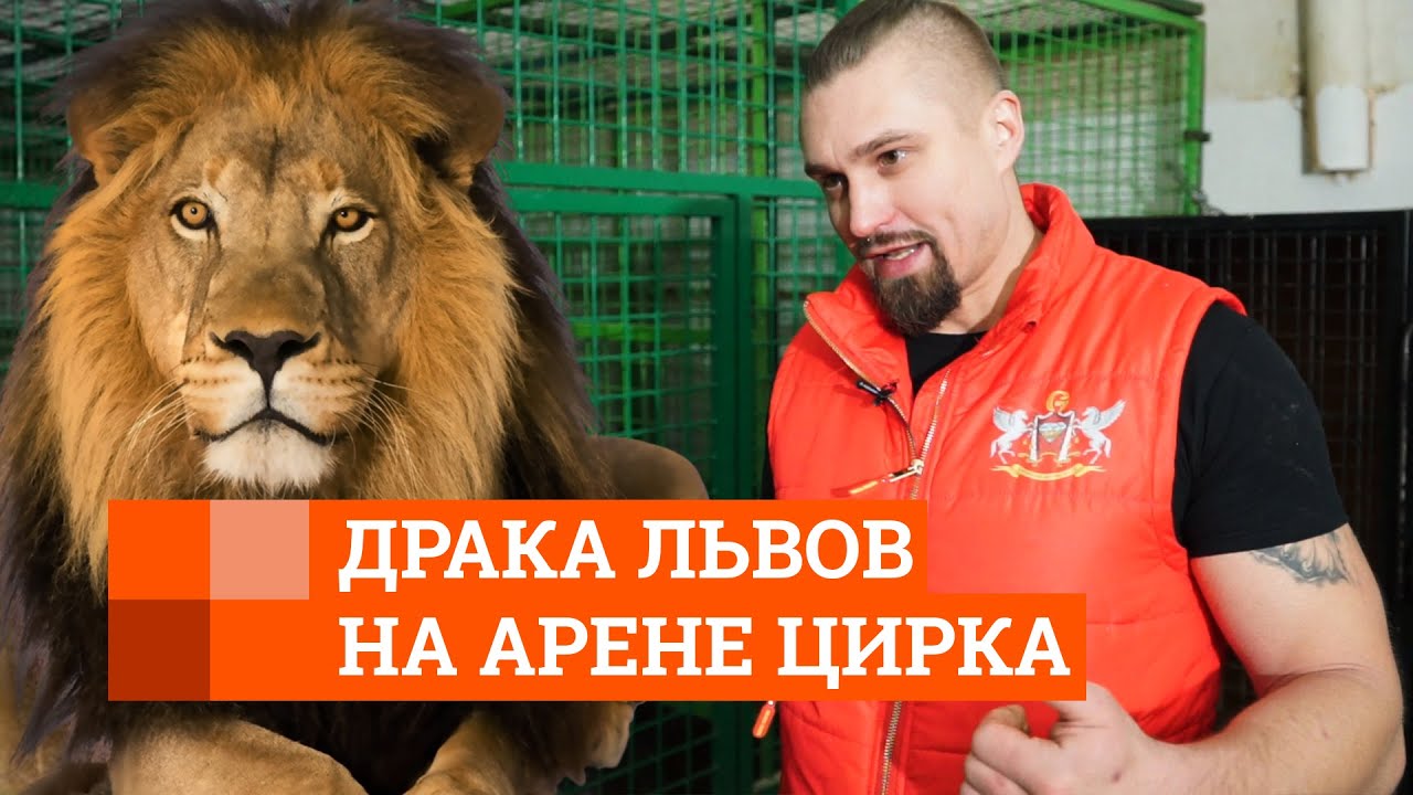 Дрессировщик — о драке львов в Екатеринбургском цирке | E1.RU