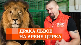 картинка: Дрессировщик — о драке львов в Екатеринбургском цирке | E1.RU