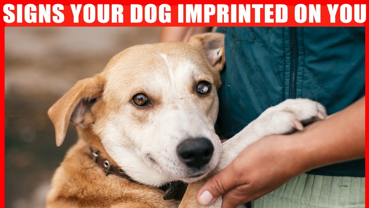 ⁣15 Signs Your Dog Considers You Its Mother