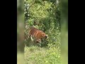 Tiger Hunts Spotted Deer in Nagarhole π