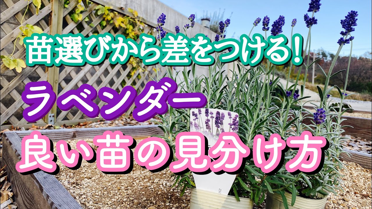 買う前に見て欲しい！良いラベンダー苗の見極め方を教えます！ - YouTube