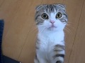 おねだり