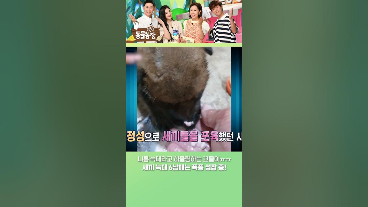 자기도 늑대라고 하울링하는 새끼 늑대ㅠㅠ💕 #shorts - YouTube 자기도 늑대라고 하울링하는 새끼 늑대ㅠㅠ💕 #Shorts - Youtube