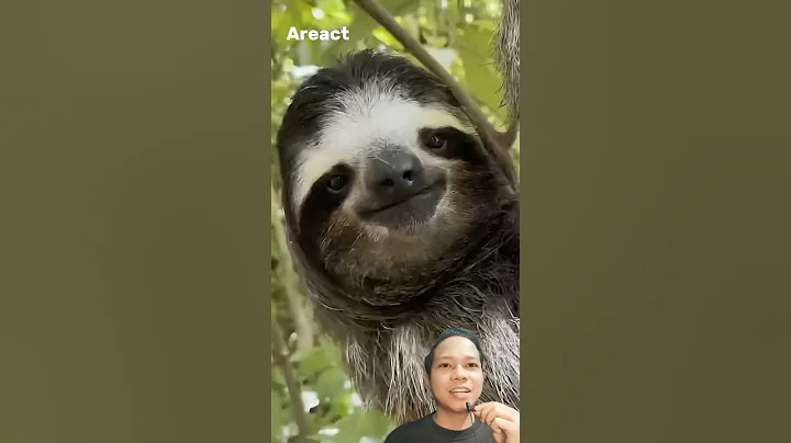 You Won’t Believe What Sloths Do Every Week! #animalfacts #uniquefacts