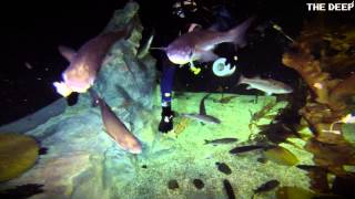 Feeding mullet, sharks and plaice in Northern Seas
Take a virtual dive into our chilly Northern Seas tank with our team of aquarists while they feed our Bullhuss sharks and other large cold water marine fish. Feeding mullet, sharks and plaice in Northern Seas