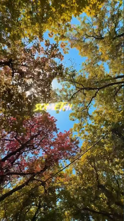 Download lagu One more shot Cinematic edit Novacaine - Shiloh Dynasty