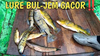 SPOT CAKRA JATILUHUR || CASTING PEACOCK BASS JATILUHUR #peacockbass