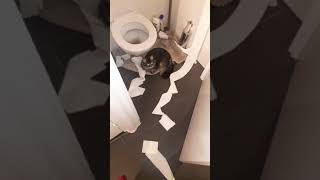 Cat's torture #short #shortvideo #firstshortvideo #youtubeshort