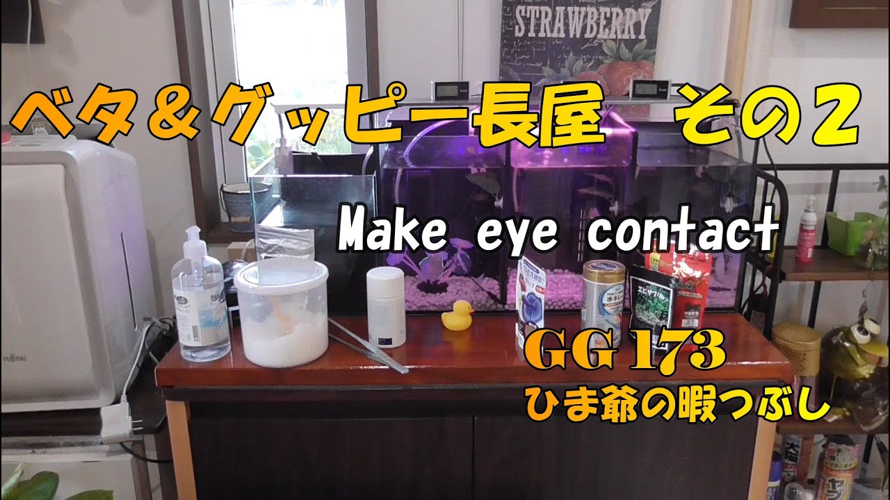 ベタ グッピー長屋 その2 Youtube ベタ グッピー長屋 その2 Youtube