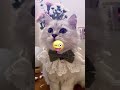terpesona dengan kucing ( jangan lupa subscriber )