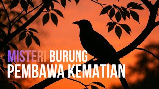 Kenapa Suara Burung Kedasih Dianggap Pertanda Kematian?