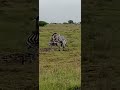 Mating Zebra Mating Zebra