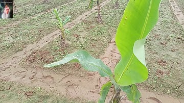 Trồng chuối tết, kỹ thuật trồng chuối tết bằng cây mầm | Cách xác định thời vụ trồng chuối tết