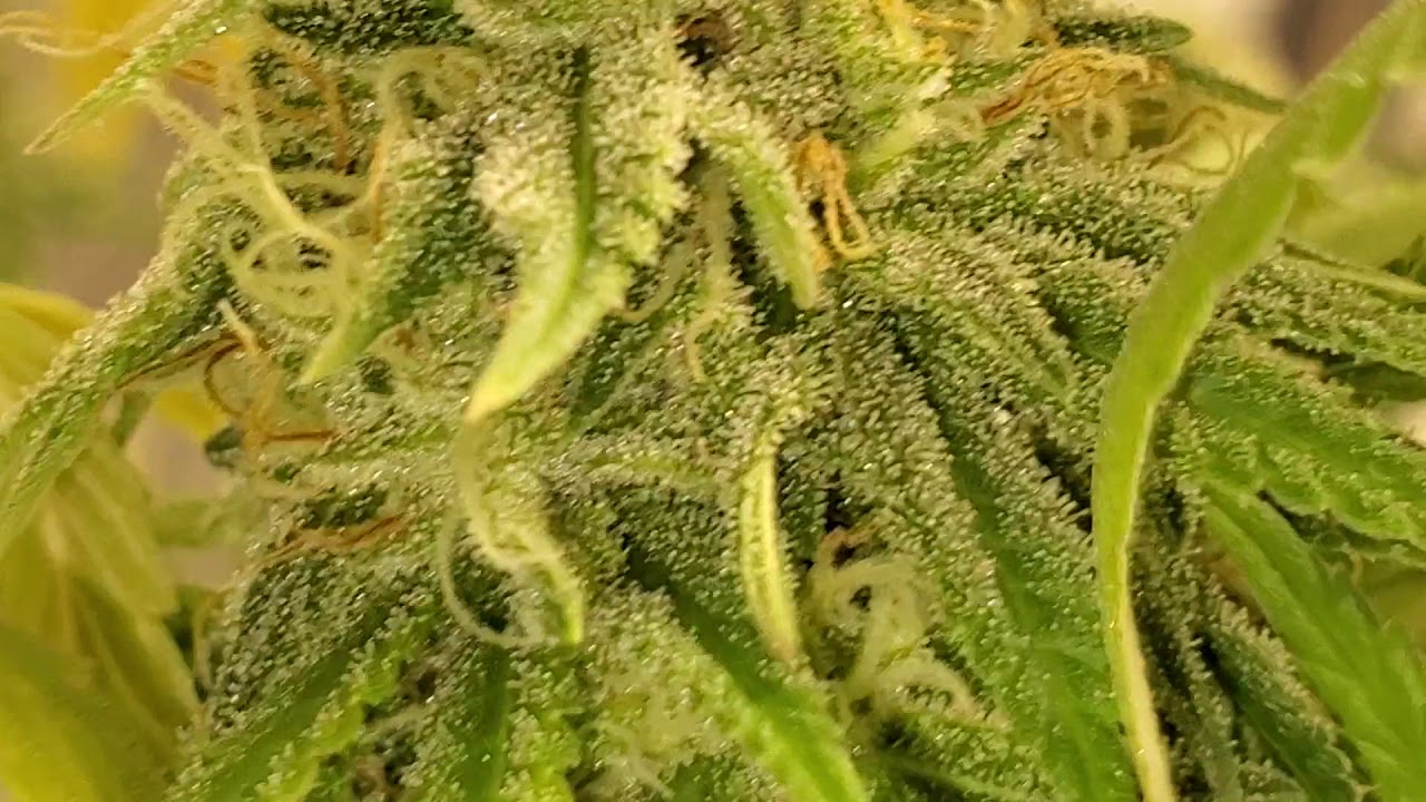 Turning Weed Purple with ICE 🧊 PT 1 ( EXPERIMENT) TV 420 📺