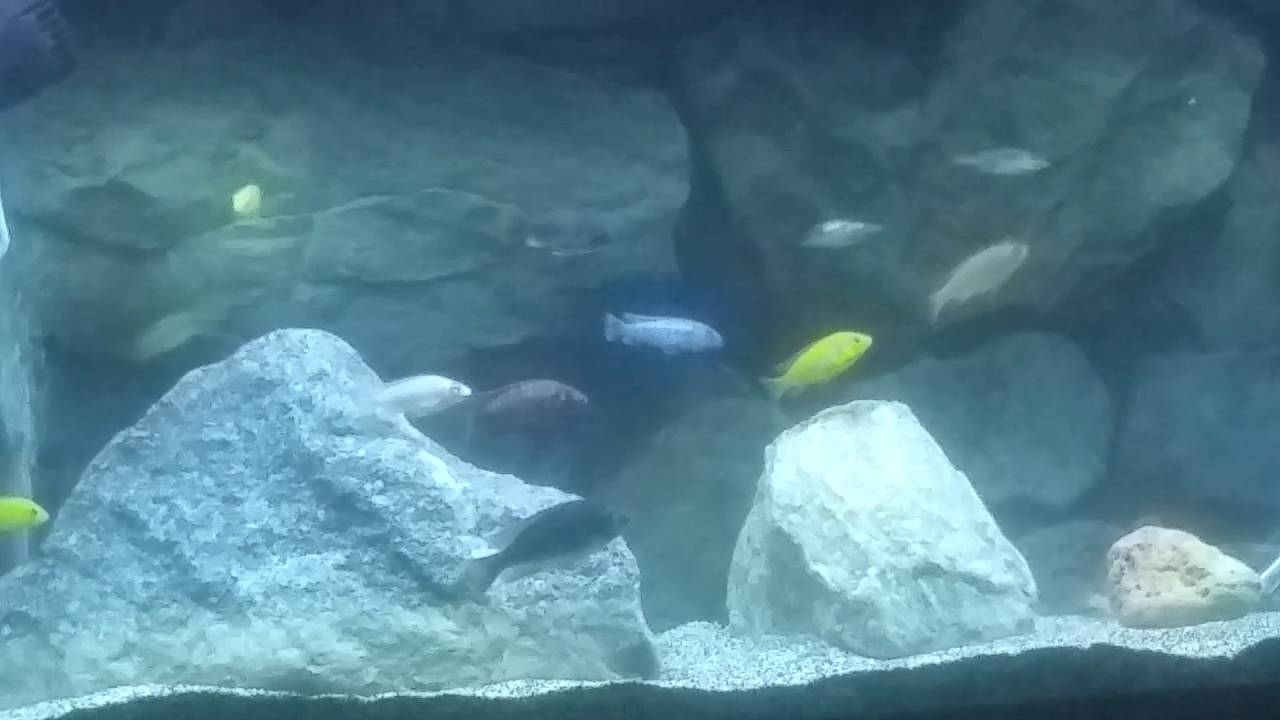 Don't give up the hobby of African cichlids aquariums cause your