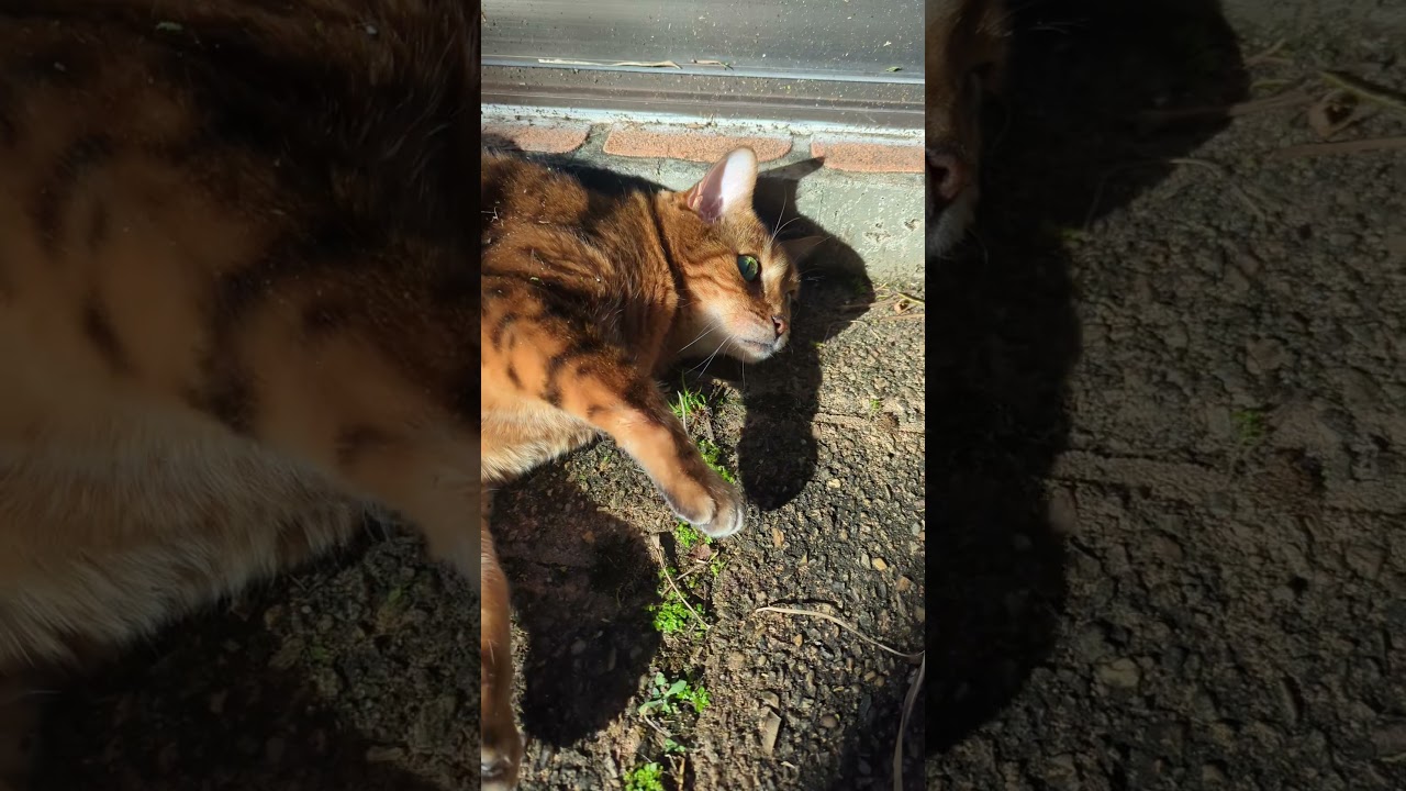 Bengal Cat rolls and lies in sun