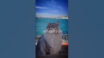 أكتب شيء تؤجر عليه 😴💛    نور على نور #نور_على_نور #ماهر_المعيقلي  #تلاوة_هادئة #هدوء #سورة_النور