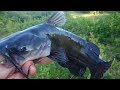 Fishing the Holland River 2017- Catfish &amp; Perch