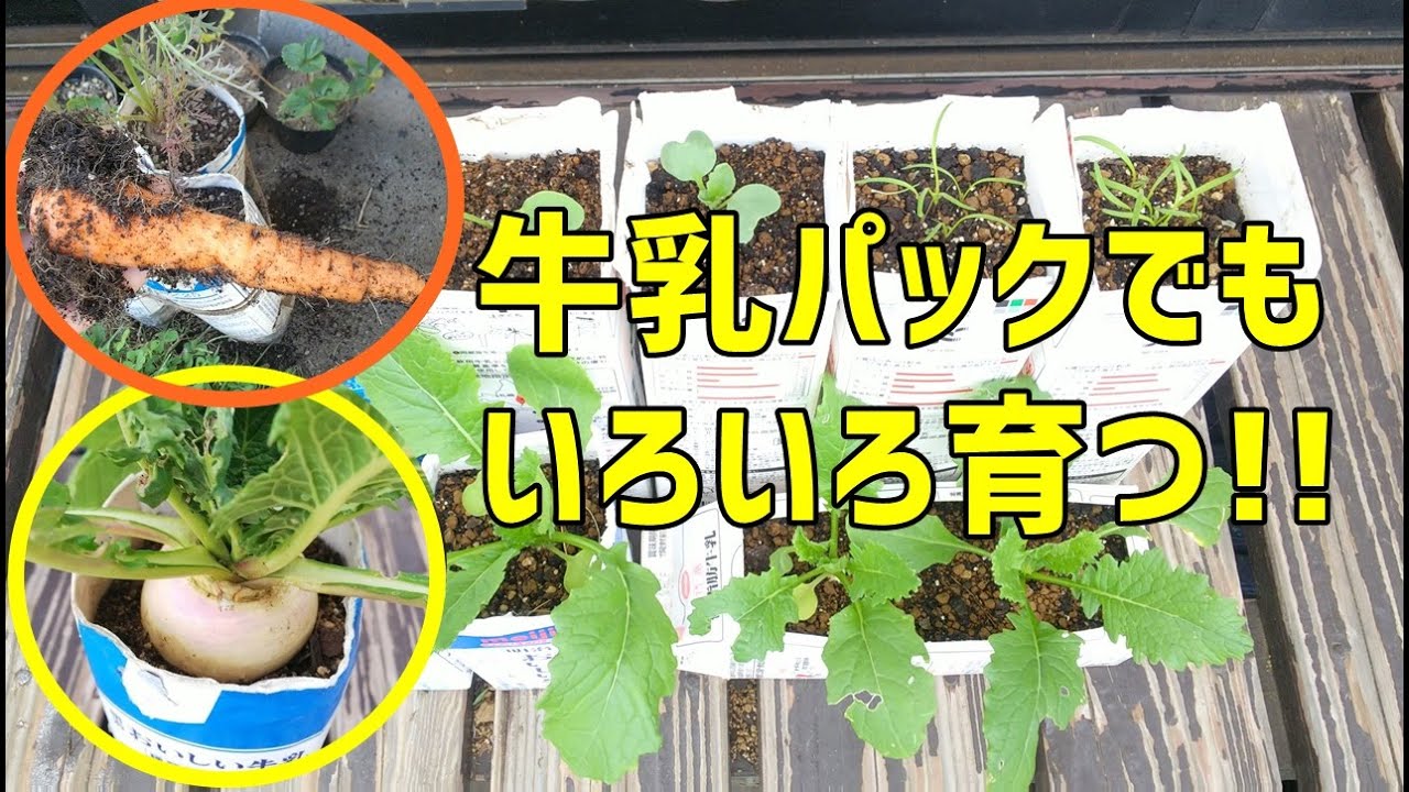 牛乳パックでいろんな野菜を育ててみてほしい Let S Grow Vegetables With Cartons Youtube