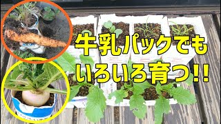 Let S Grow Vegetables With Cartons Youtube