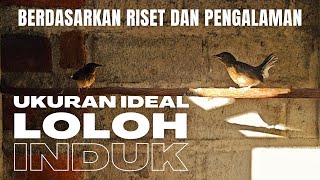 UKURAN IDEAL LOLOH INDUK‼️berdasarkan riser dan pengalaman