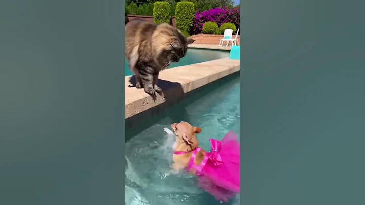 Video 11906631: maine coon, cats dogs, funny cat