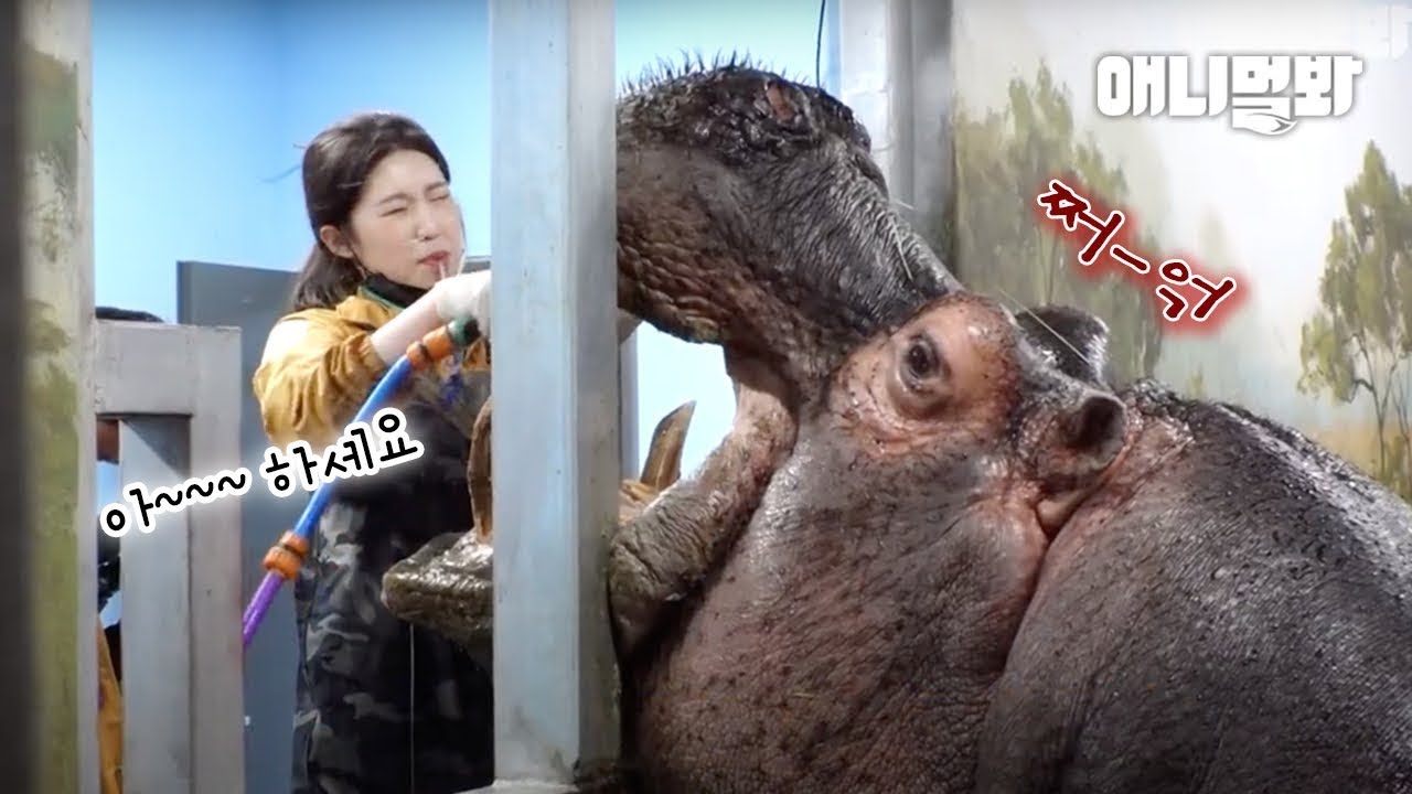 Гиппопотам, Который Всегда Чистит Зубы После Еды