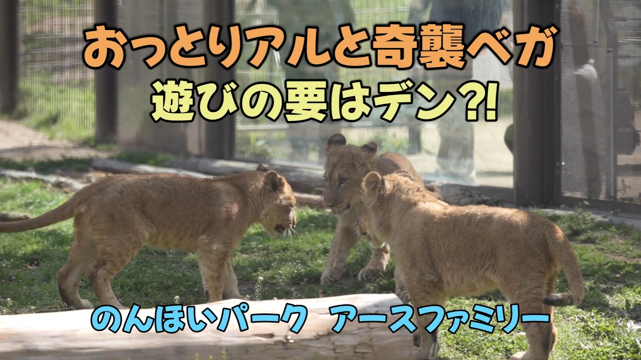 のんほいパーク おっとりアルと奇襲ベガ 遊びの要はデン⁈ Lion