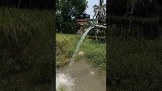 আমাদের গ্রাম | এই গরমে মারাত্মক একটা শান্তি #villagelife #village