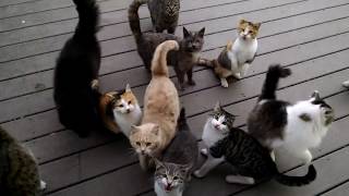 every day cats harmonize on my porch, a haiku