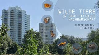 Fifis Platte Wilde Tiere In Unmittelbarer Nachbarschaft