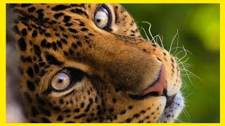 LEOPARD ATTACK - LEOPARD COMPILATION - BIG CATS - LARGE WILD CAT screenshot 1