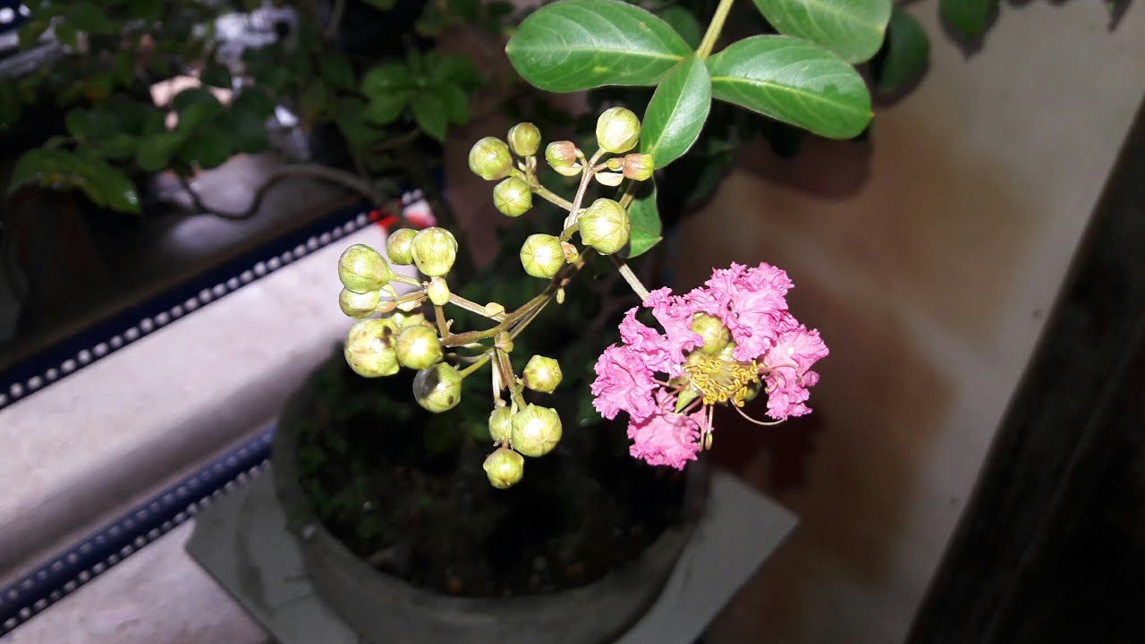  Bonsai  Sakura  Lokal  Perkenalan dan Pembentukan Awal 