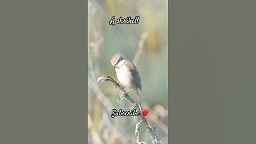 A shrike!! #birds #shortsfeed #viral #youtubeshorts #bird