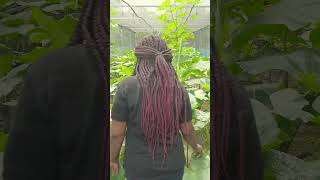 World class greenhouses for Ghanaian snail farmers.