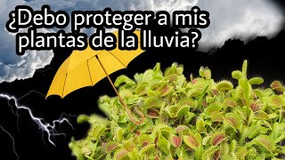 ¿Debo proteger a mis plantas de la lluvia?  Plantas  carnívoras