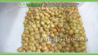 Wet Grape Sorting Made Easy with AI Technology