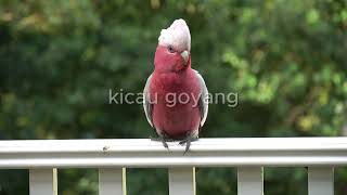 Beautiful birds