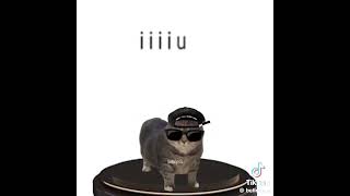 Download Lagu fein cat cover ( from tik tok) #tiktok #funny #fein MP3